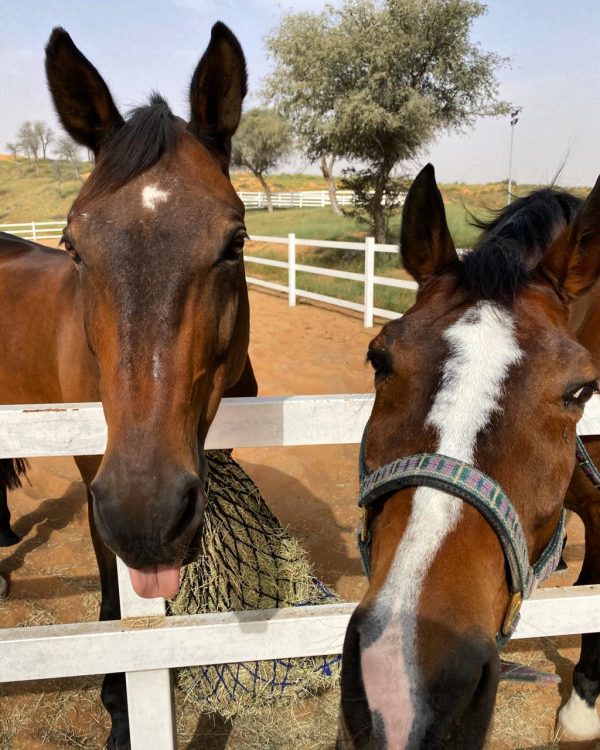 horses in the paddock